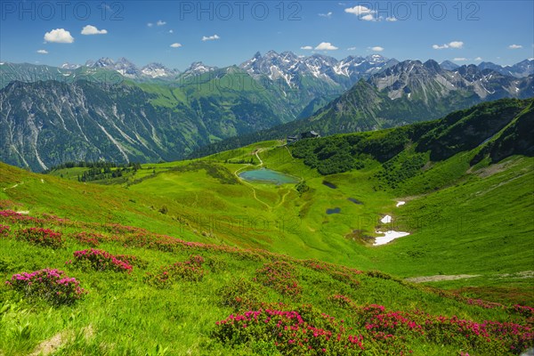 Alpine rose blossom, panorama from Fellhorn over Schlappoldsee and Fellhornbahn mountain station to