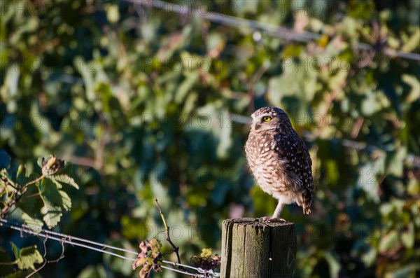 Beautiful owl (Glaucidium minutissimum) in vineyard