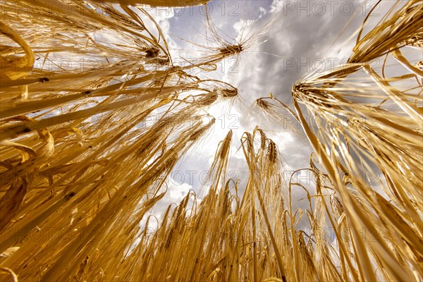 Ripe, golden ears of barley in the foreground with brightly lit clouds in the background, Cologne,