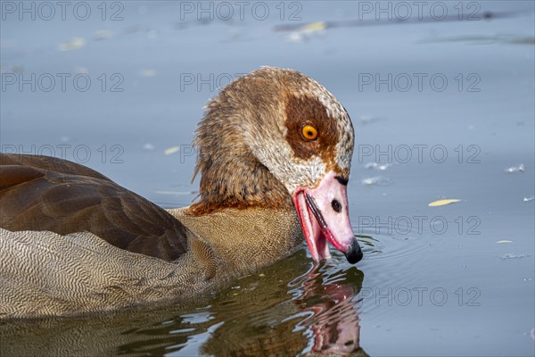 Egyptian geese (Alopochen aegyptiaca) in the River Main, Offenbach am Main, Hesse, Germany, Europe