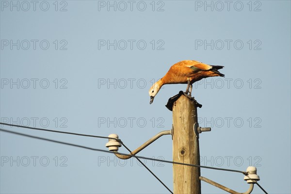 Ruddy shelduck (Tadorna ferruginea) female animal resting on a power pole, Allgaeu, Bavaria,