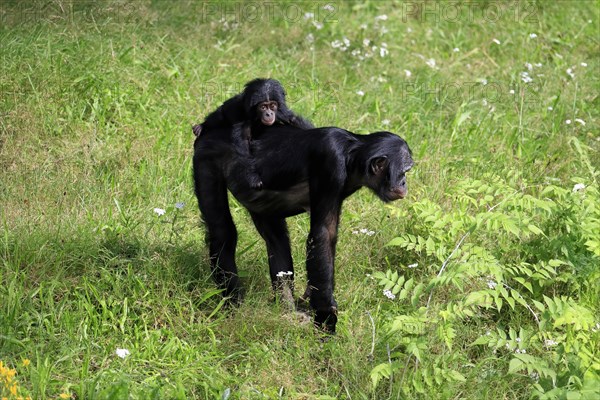 Bonobo, bonobo (Pan Paniscus), female, adult, young animal, foraging, Great ape, Primate,