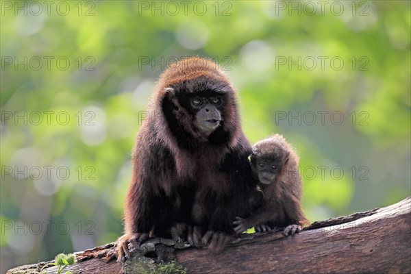 Coppery titi (Plecturocebus cupreus), adult, female, young animal, mother with baby, on tree,