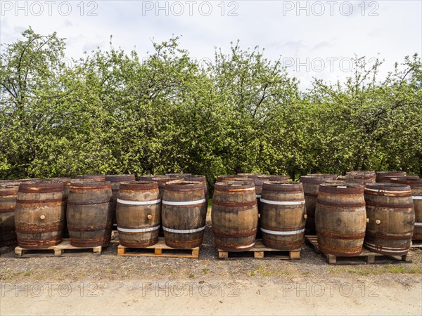 Wooden barrels, near Riegersburg, Styrian volcanic region, Styria, Austria, Europe
