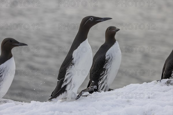 Common guillemot (Uria aalgae), ringed guillemot, several Birds, in the snow, Hornoya, Hornoya,