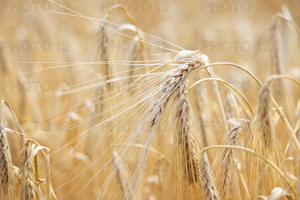 Close-up of ripe barley ears in a cornfield with blurred background, Cologne, North