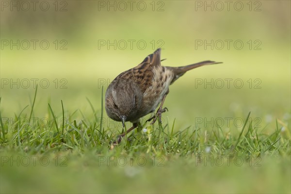 Dunnock or Hedge sparrow (Prunella modularis) adult bird on grassland, England, United Kingdom,