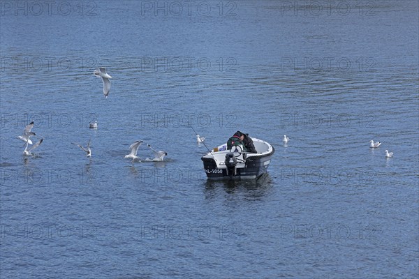 Seagulls, boat, people, herring fishing, near Kappeln, Schlei, Schleswig-Holstein, Germany, Europe