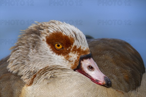 Egyptian geese (Alopochen aegyptiaca) on the River Main, Offenbach am Main, Hesse, Germany, Europe