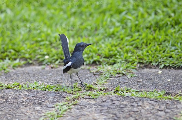 Oriental Magpie-Robin (Copsychus saularis) or Oriental Magpie-Robin, Backwaters, Kumarakom, Kerala,