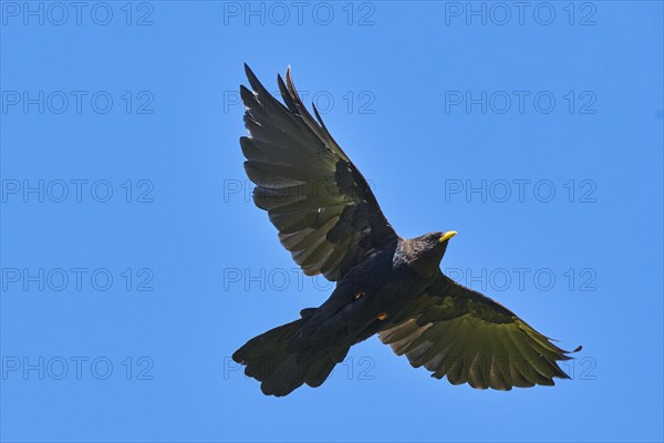 Yellow-billed chough (Pyrrhocorax graculus) flying in the mountains at Hochalpenstrasse, Pinzgau,
