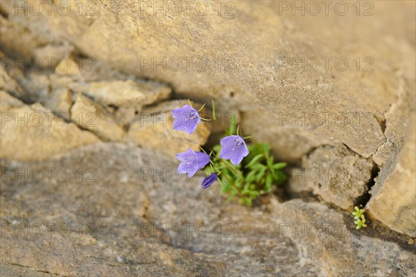 Earleaf bellflower (Campanula cochleariifolia) blooming in the mountains at Hochalpenstrasse,