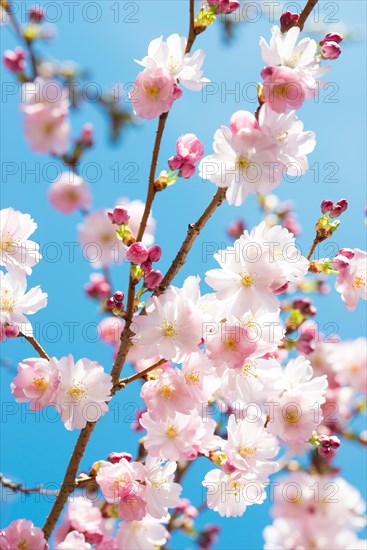 Japanese cherry (Prunus serrulata), also Oriental Cherry, East Asian Cherry or Grannen Cherry, twig