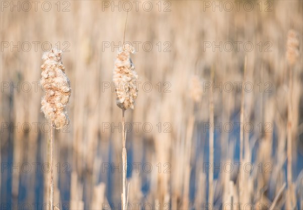 Bulrush (Typha latifolia), two hairy, last year's fruit stalks, fruit stalks in the foreground with