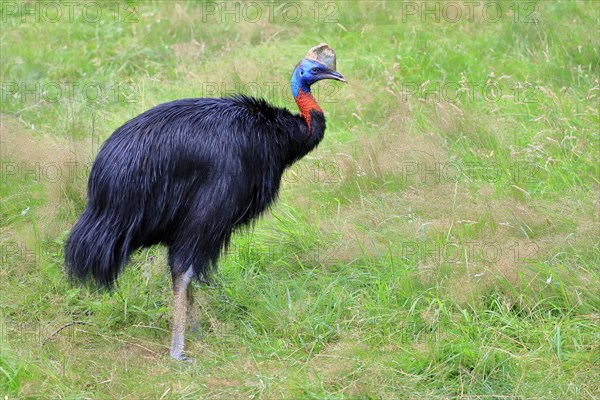 Northern cassowary (Casuarius unappendiculatus), adult, foraging, captive, Papua New Guinea,