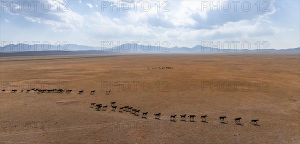 Herd of horses, Aerial view, Vast empty landscape at the mountain lake Song Kul in autumn, Moldo