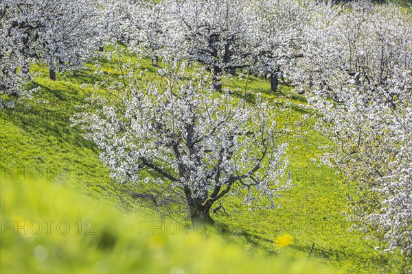 Cherry blossom in Hepsisau on the Albtrauf of the Swabian Alb, Weilheim an der Teck,