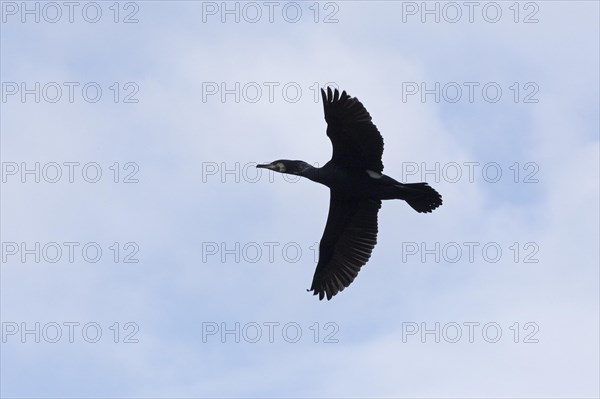 Cormorant in flight (Phalacrocorax carbo), Geltinger Birch, Goldhoeft, Nieby, Schlei,