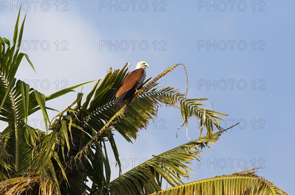Brahminy kite (Haliastur indus) or Brahminy kite on a Palm tree, Backwaters, Kumarakom, Kerala,
