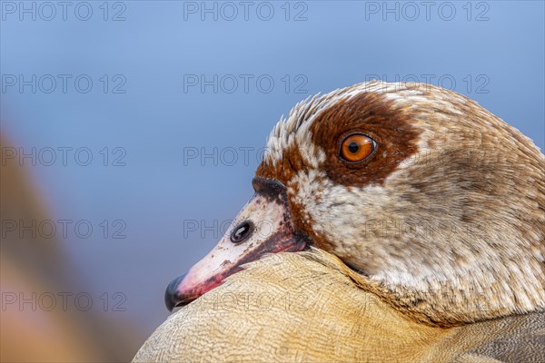 Egyptian geese (Alopochen aegyptiaca), head, portrait, on the banks of the Main, Offenbach am Main,