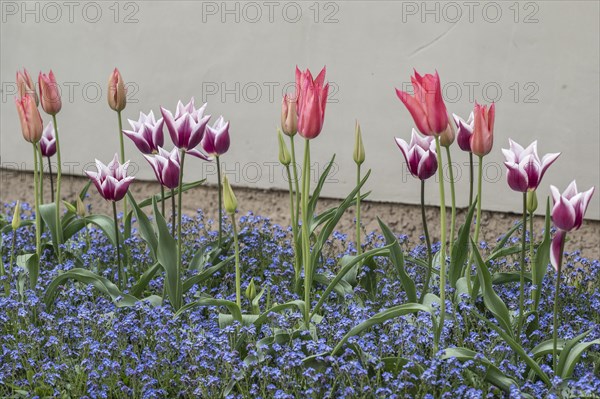 Tulips (Tulipa) and Vergeissmeinnicht (Myosotis sylvestris, Weimar, Thuringia, Germany, Europe