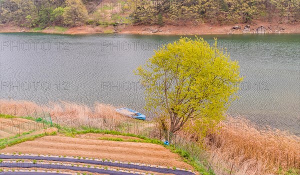 Landscape of a small blue boat docked on a riverbank of tall reeds with a small field of crops in