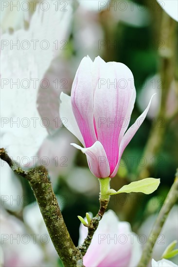 Chinese magnolia (Magnolia x soulangeana), flowers, North Rhine-Westphalia, Germany, Europe