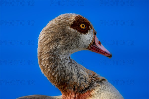 Egyptian geese (Alopochen aegyptiaca) on the River Main, Offenbach am Main, Hesse, Germany, Europe