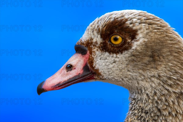 Egyptian geese (Alopochen aegyptiaca), head, portrait, on the banks of the Main, Offenbach am Main,