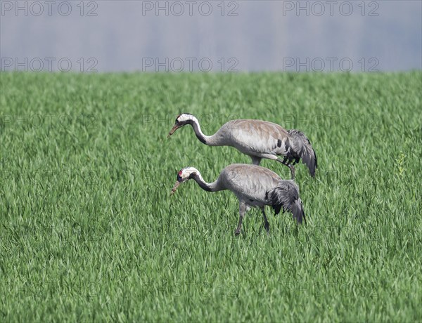 Crane (Grus grus), two adult birds foraging in a cereal field, Lower Saxony, Germany, Europe
