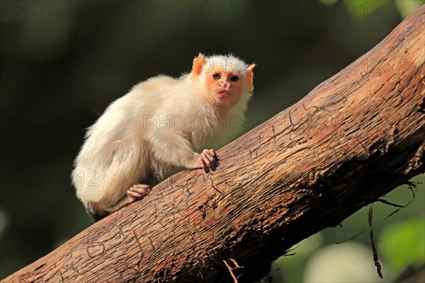 Silvery Marmoset, (Mico argentatus, Syn.: Callithrix argentata), Silvery Marmoset, adult, tree,