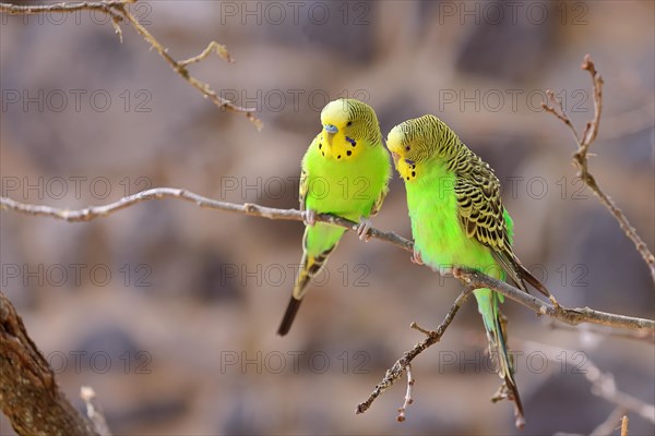 Budgie (Melopsittacus undulatus), adult, natural colours, pair on a twig, social behaviour,