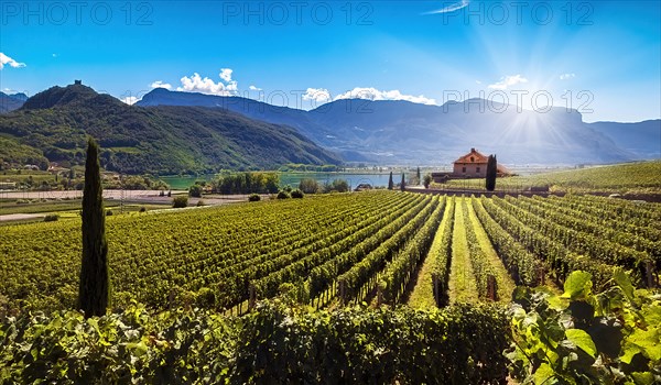 Lake Kaltern (Lago di Caldaro) amidst sunny vineyards with green vines against a picturesque