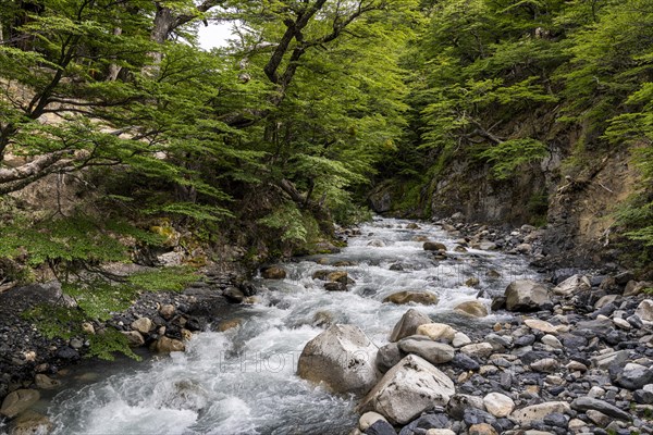 Meltwater stream, Base of Torres del Paine Hike, Torres de Paine, Magallanes and Chilean
