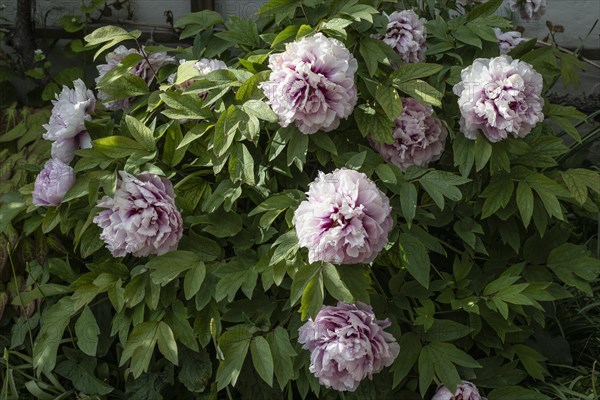 Tree peony (Paeonia suffruticosa), Weimar, Thuringia, Germany, Europe