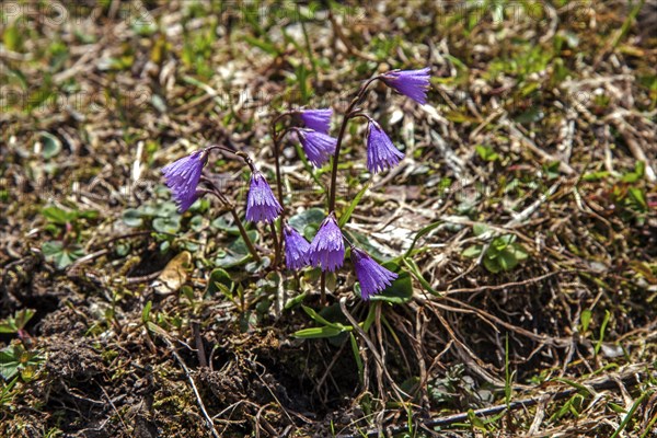 Common Snowbell (Soldanella alpina), Dietersbachtal, near Oberstdorf, Allgaeu Alps, Oberallgaeu,