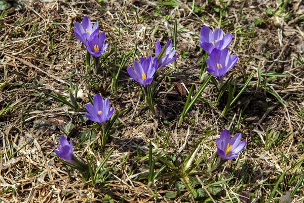 Spring Crocus (Crocus vernus), Dietersbachtal, near Oberstdorf, Allgaeu Alps, Oberallgaeu, Allgaeu,