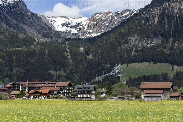 Common dandelion (Taraxacum), flowering dandelion field, behind ski jumping arena ORLEN Arena