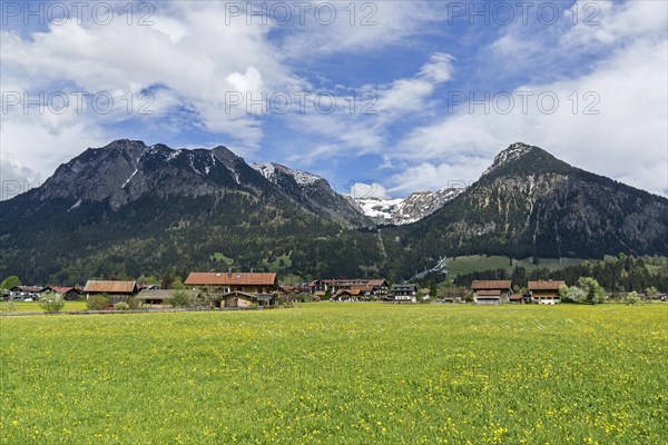 Common dandelion (Taraxacum), flowering dandelion field, Rubihorn and Gaisalphorn on the left,