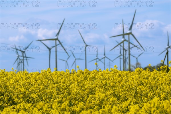 Wind turbines in the Luetetsburg wind farm behind a rape field on the North Sea coast, Hagermarsch,