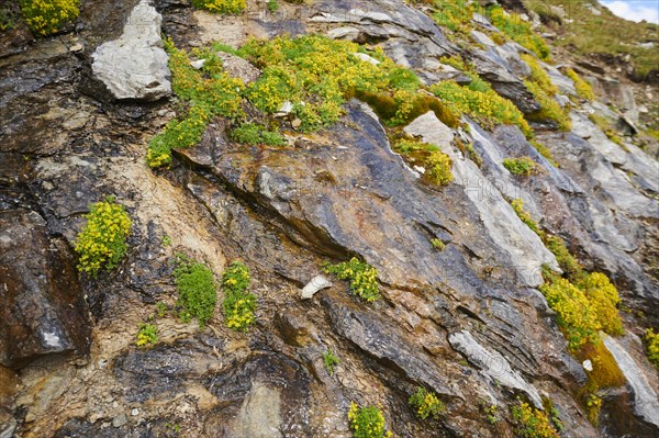 Yellow mountain saxifrage (Saxifraga aizoides) blooming in the mountains at Hochalpenstrasse,