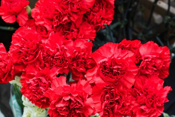 A group of bright red Carnations (Dianthus barbatus), in full bloom, flower sale, Central Station,