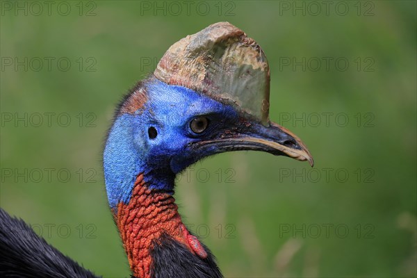 Northern cassowary (Casuarius unappendiculatus), adult, portrait, captive, Papua New Guinea,