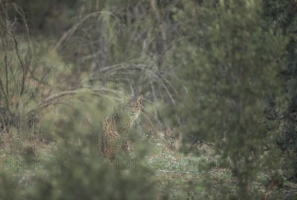 Pardell Lynx female, Iberian Lynx (Lynx pardinus), Extremadura, Castilla La Mancha, Spain, Europe