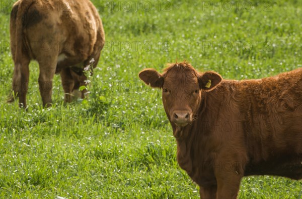 Beautiful red angus calves grazing nutritious pasture, Cambara do sul, Rio Grande do sul, Brazil,