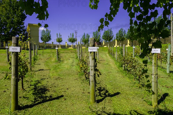 Bento Golcalves, Brasil, April 07, 2017: Luxury Winery, Vineyard of grapes in the Vale dos Vinhedos