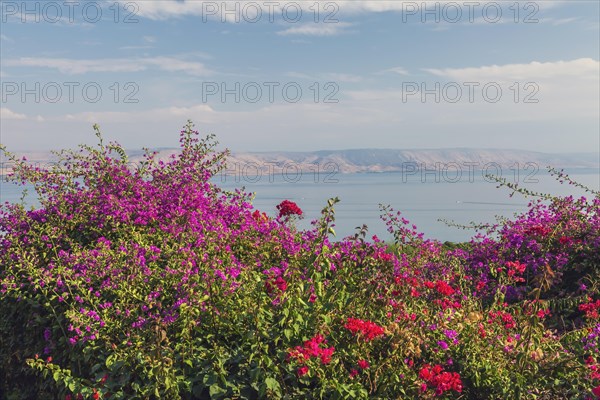 Purple and red bougainvillea flowers in garden overlooking the Sea of Galilee and the Golan Heights