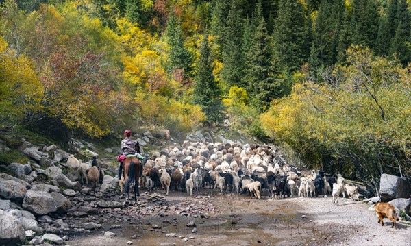 Riders driving a large flock of sheep on the road, Karkyra valley, Tuep rayon, Kyrgyzstan, Asia