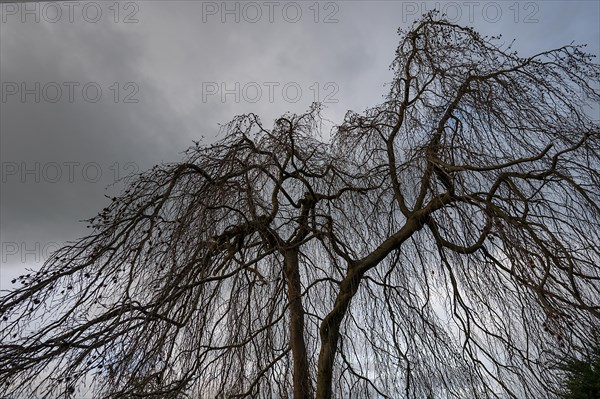 Silhouette of a leafless weeping willow (Salix babylonica) against a grey cloudy sky, Bavaria,