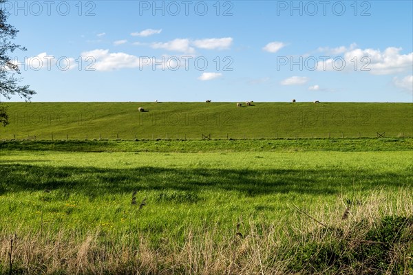 'Sheep on the dike to the Dollart, Pogum, municipality of Jemgum, district of Leer, Rheiderland,